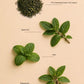 Mint Tea